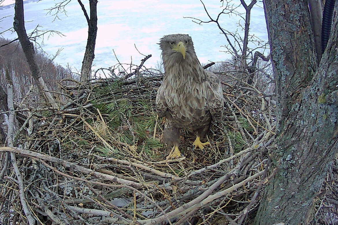 «Все еще летают орлан-белохвост и баклан»: ученый об аномальном поведении птиц в ноябре