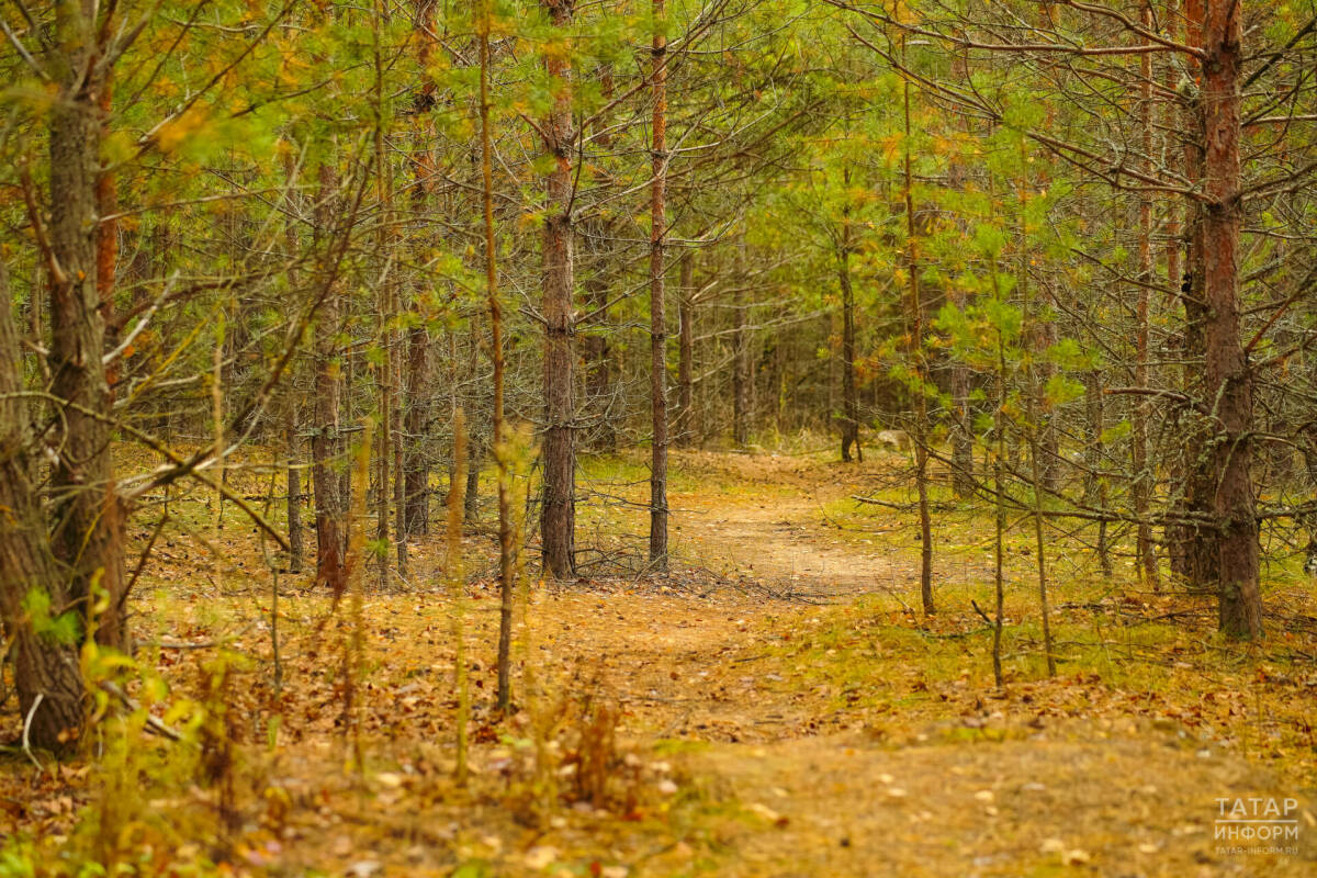 Жители России могут предложить уникальные деревья для внесения в национальный реестр