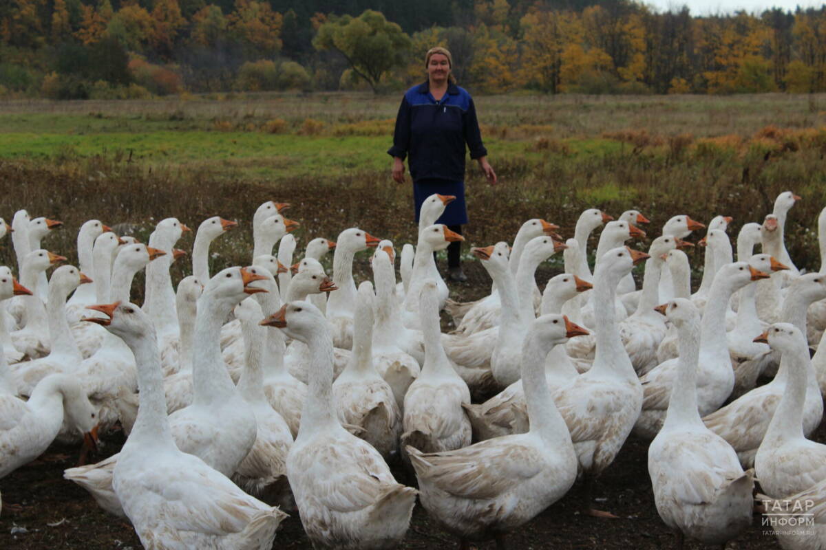Минсельхозпрод РТ: При успешной селекции породу татарских гусей можно вывести за 5-6 лет