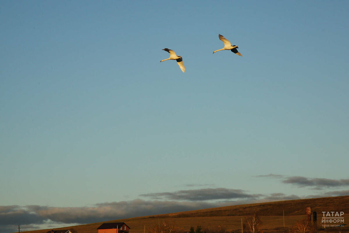 Орнитолог КФУ объяснил, почему перелетные птицы не сбиваются с маршрута