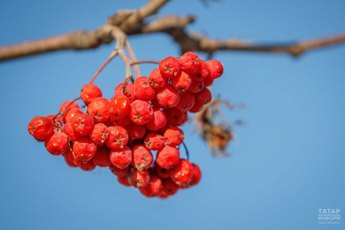 Орнитолог КФУ: Свиристели прилетели в Казань раньше привычных сроков
