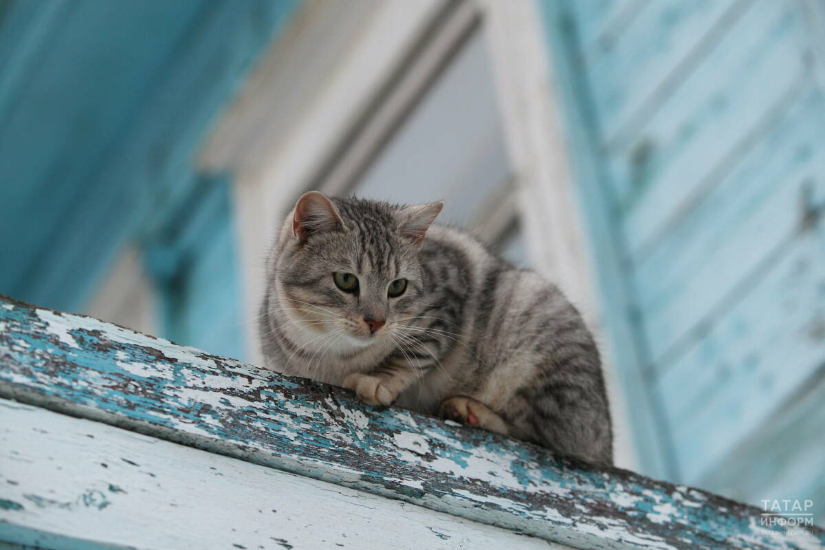 Общественник Иванов напомнил подкармливать бездомных животных зимой