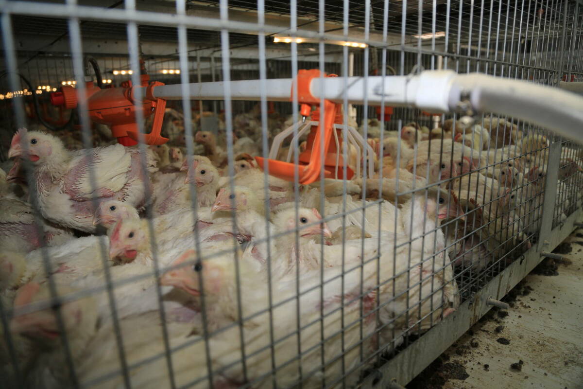 «Опасения напрасны»: эксперты оценили риски строительства птицефабрики в Пестрецах