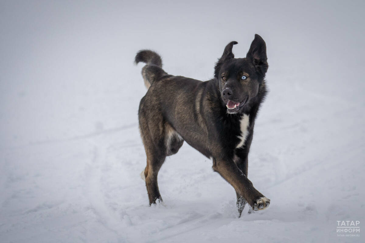 Кинолог посоветовал надевать обувь на лапы собак зимой для защиты от реагентов и мороза