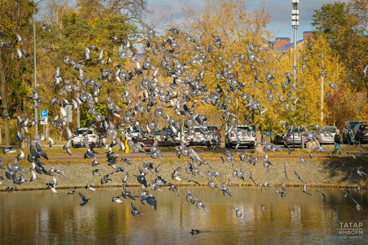 Татарстанцам предлагают поучаствовать в опросе о влиянии птиц на городскую среду