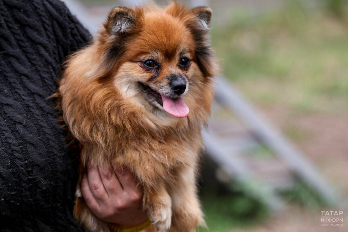 Кинолог объяснил, что пережитый голод может вызвать у собак проблемы с пищевым поведением