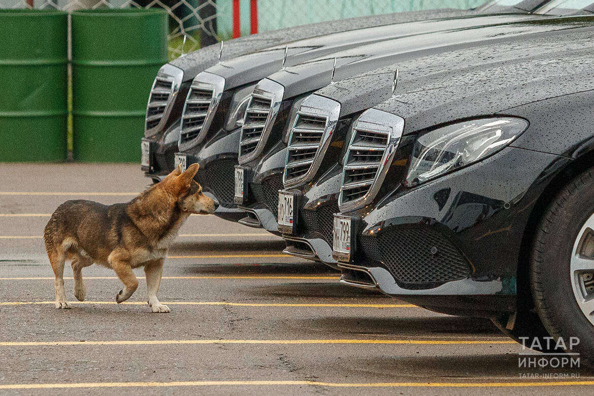 Люкс-кары, алкоголики и советские ценности: обзор аналитики ноября