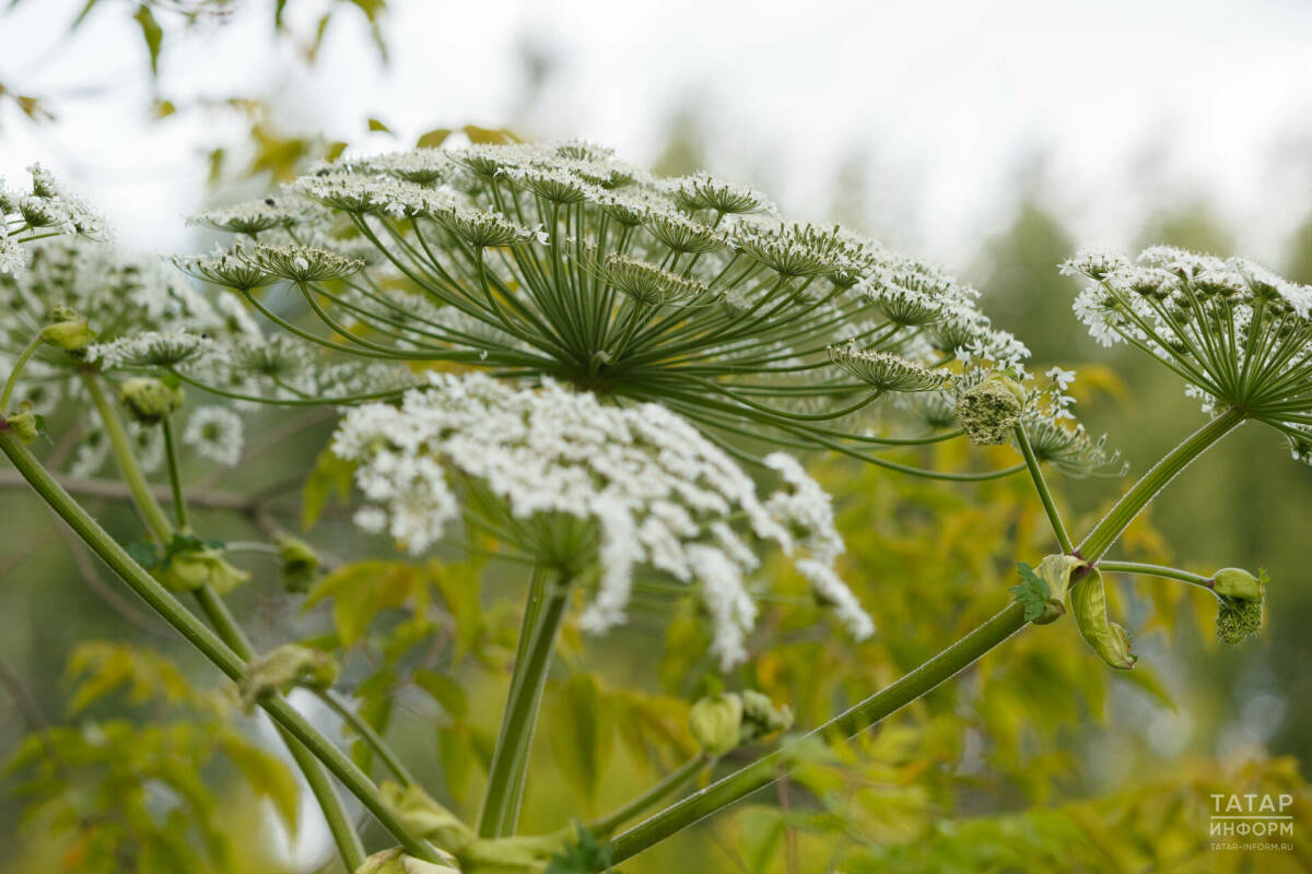 Депутат Колунов напомнил, что со следующего года за борщевик на участке начнут штрафовать