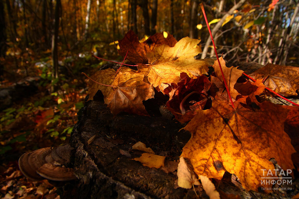 Эксперты рассказали, что опавшие осенью листья защищают почву от эрозии и промерзания