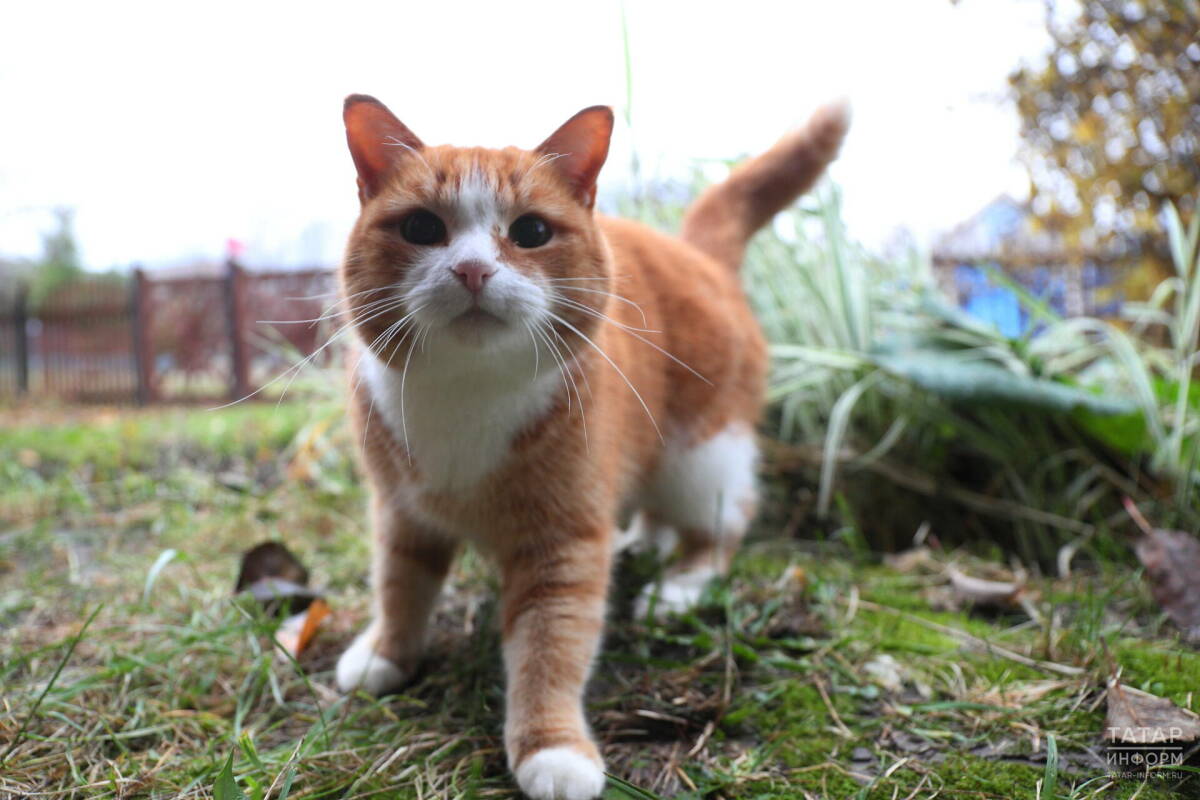 Ветеринар Уражевский предупредил о рисках для кошки из-за принудительных ласк