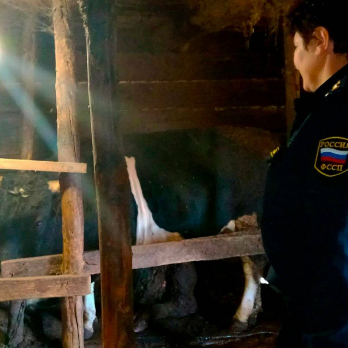 Татарстанец погасил долг перед банком в полмиллиона после ареста телят