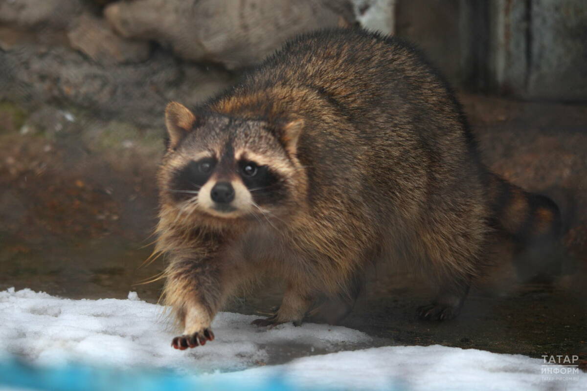 Историческая часть Казанского зооботсада закрывается на зиму
