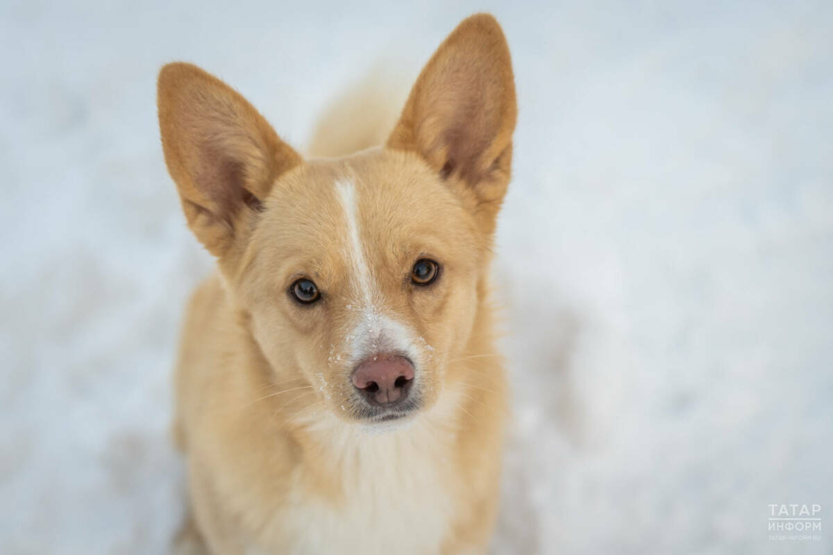 Кинолог объяснил, почему собаки едят снег и опасно ли это
