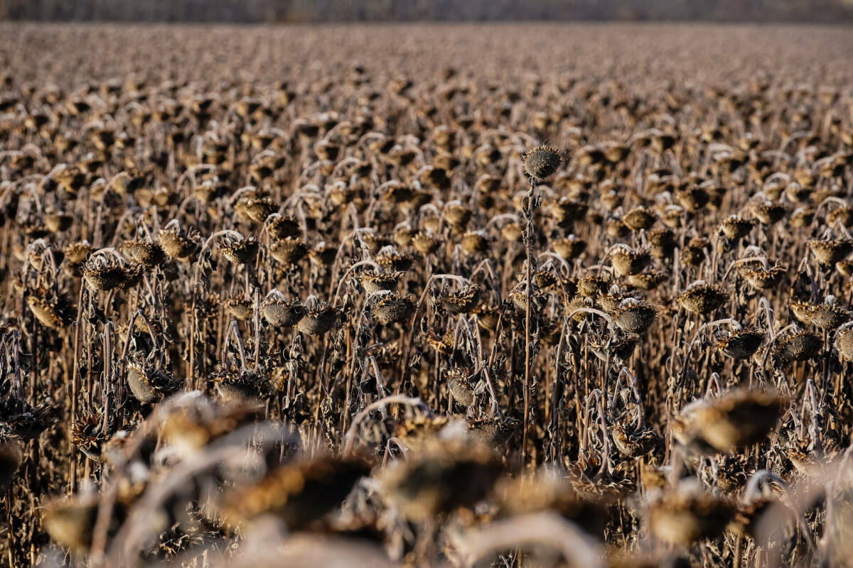 В Татарстане еще не убрано 46 тыс. гектаров технических культур