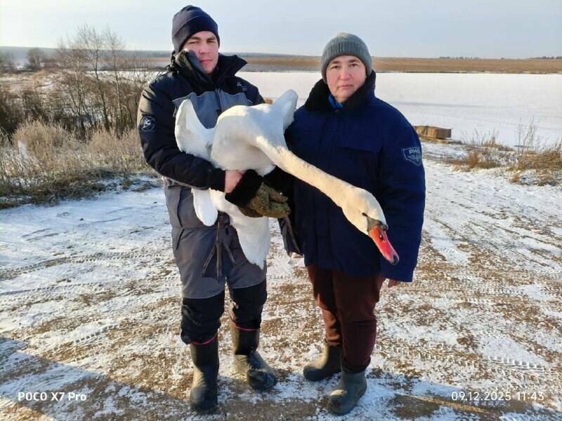 Сотрудники Госкомитета РТ по биоресурсам спасли редкого лебедя‑шипуна