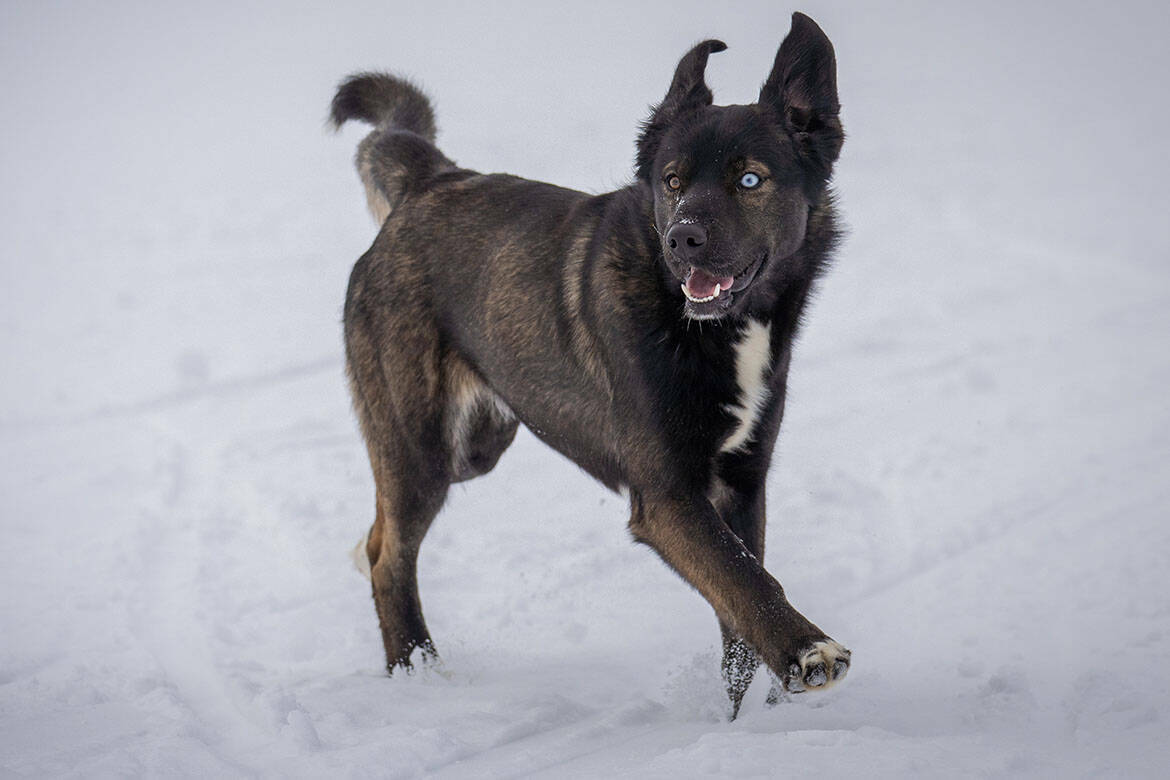 «Страшное горе!»: после гибели ребенка в Татарстане меняют правила контроля за собаками