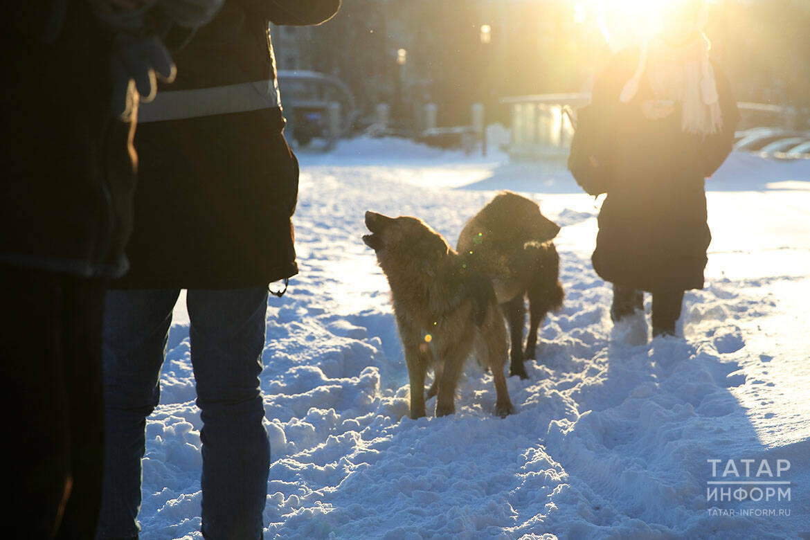 «Страшное горе!»: после гибели ребенка в Татарстане меняют правила контроля за собаками