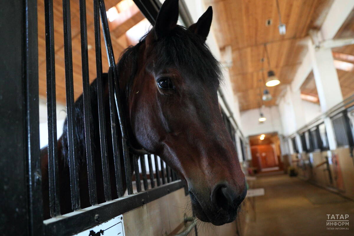 Госэкспертиза одобрила проект строительства конноспортивного комплекса в Мирном