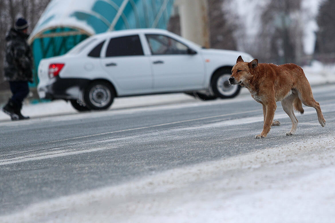 «Они нападают на детей»: татарстанцы требуют ужесточить контроль за бездомными собаками
