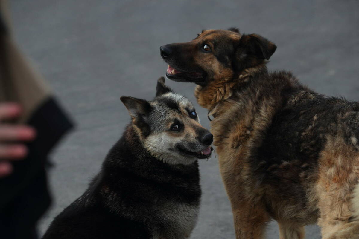 Два законопроекта, связанных с регулированием сферы обращения с безнадзорными животными, приняли сегодня депутаты на последнем в этом году заседании Госсовета РТ. Предусматривается введение режима экстраординарной ситуации и допускается умерщвление безнадзорных животных только при наличии строгих оснований. Подробнее – в материале «Татар-информа».