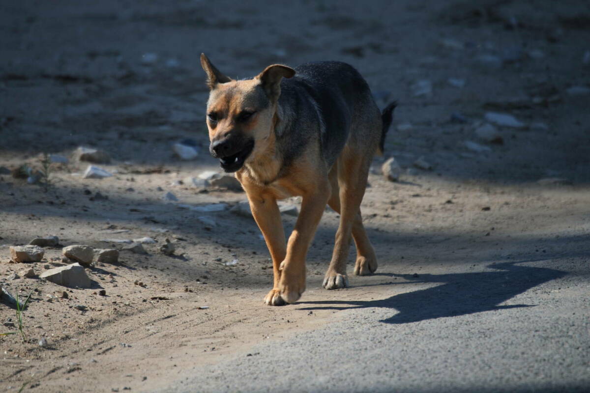 Госсовет РТ принял законопроект, регулирующий обращение с бездомными животными