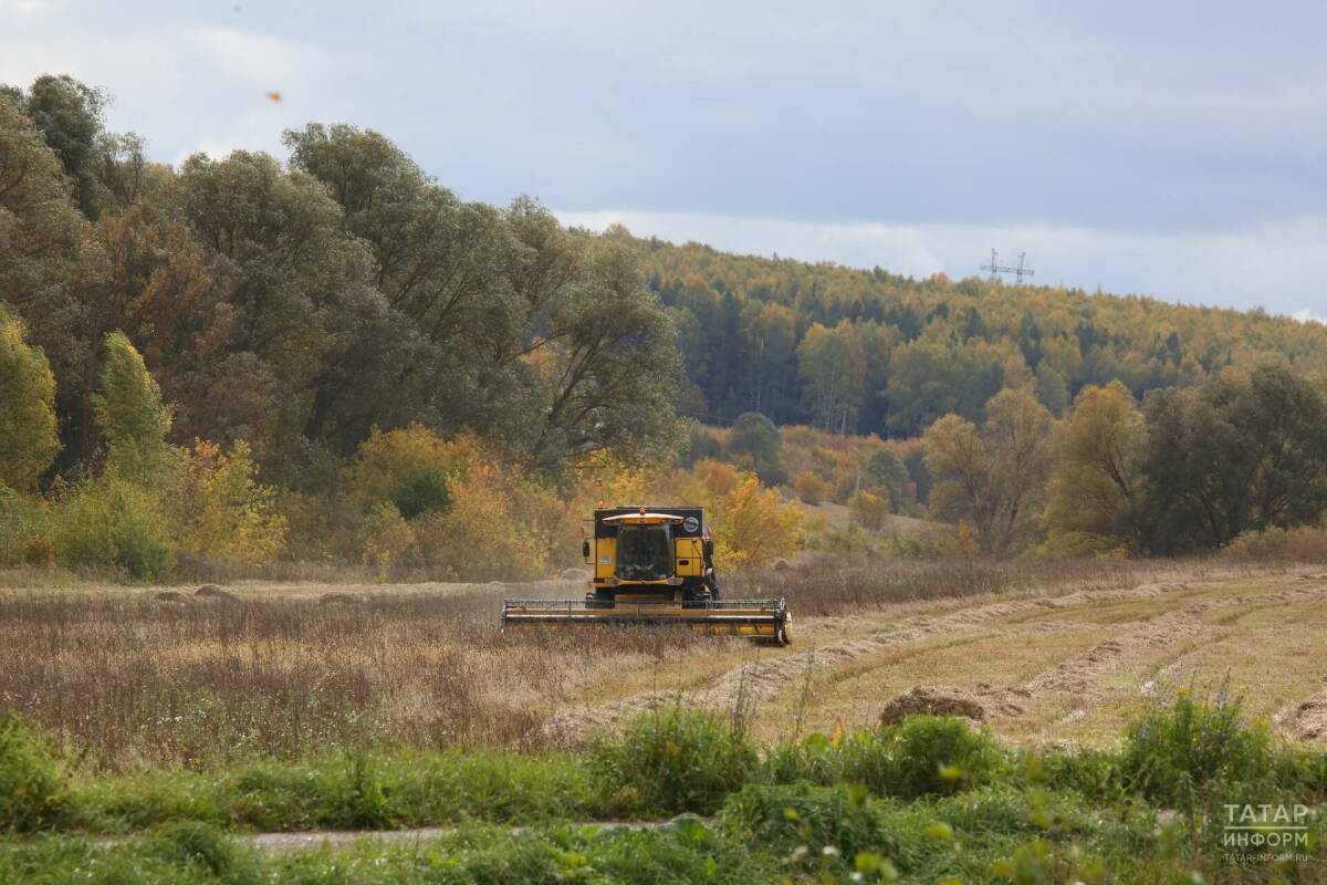 Рост производства сельхозпродукции по итогам 2025 года в Татарстане составит 7%