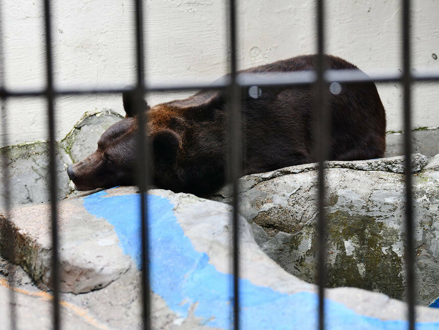 В Казанском зоопарке позднее обычного ушел в спячку бурый медведь Фома