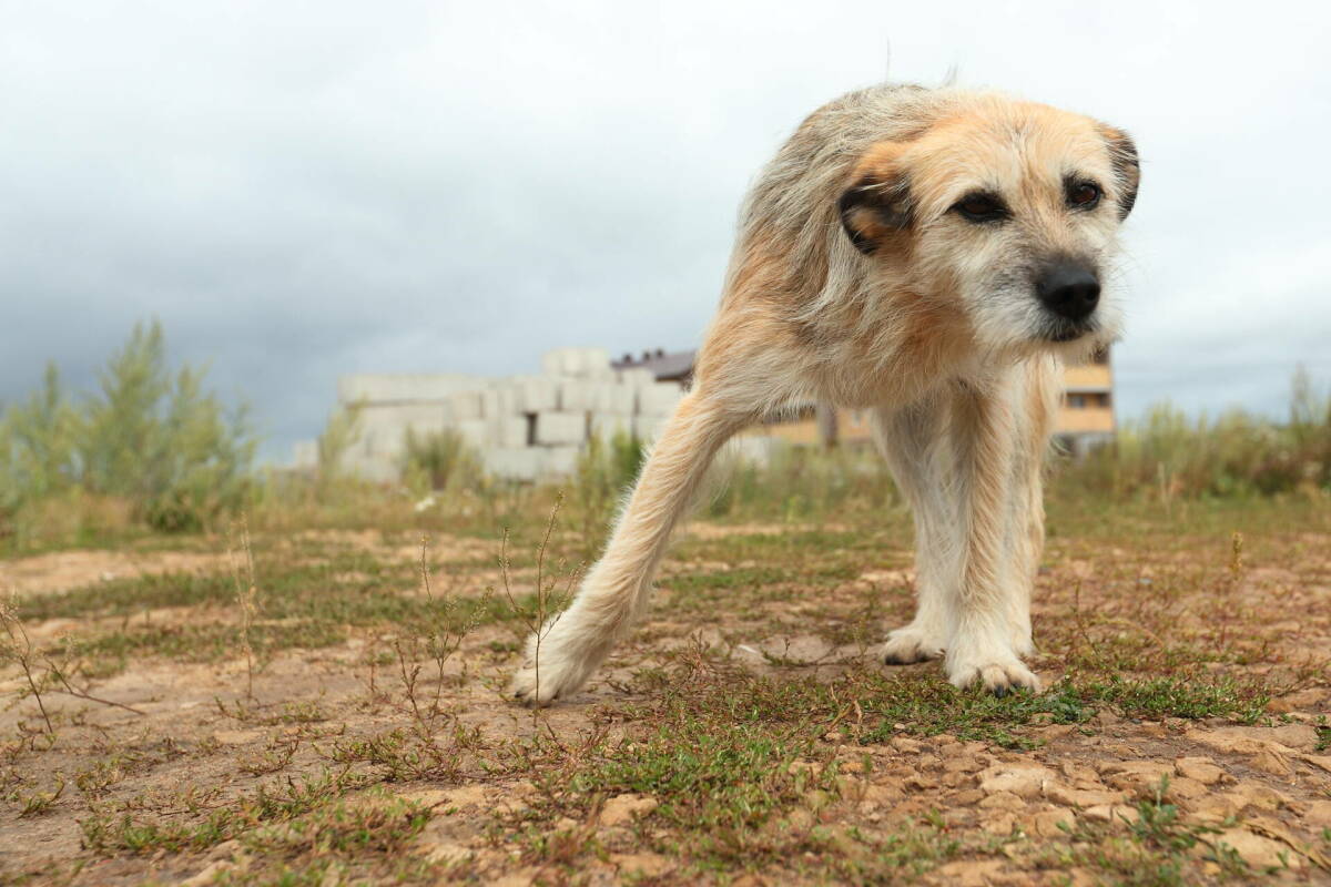 «Останутся хищниками»: кошмар в Васильево должен остановить бродячие своры в Татарстане