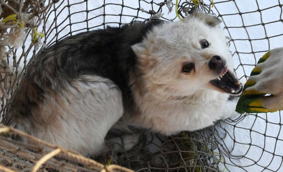 «Останутся хищниками»: кошмар в Васильево должен остановить бродячие своры в Татарстане