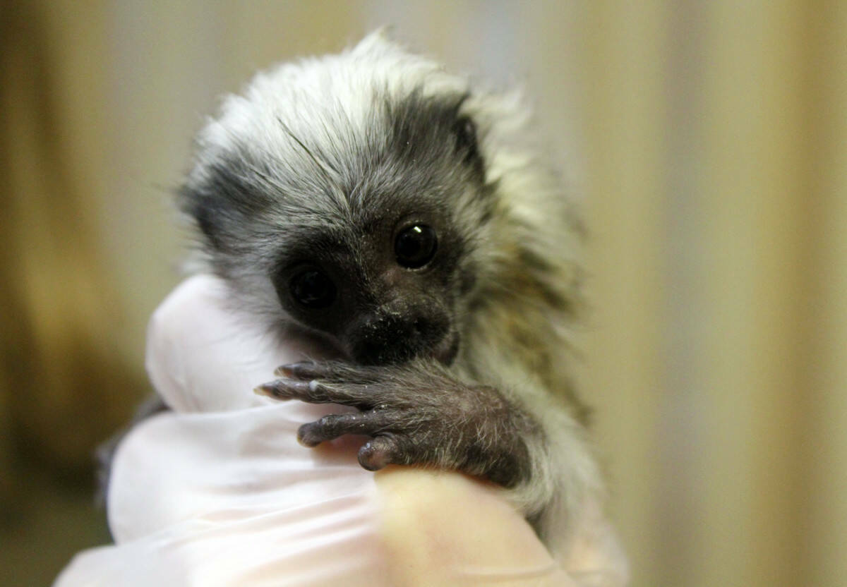 В Нижнем Новгороде спасли крошечного детеныша эдипова тамарина