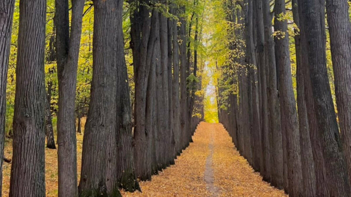 Подтвержден статус парка усадьбы Нарышкиных-Паулуччи как памятника культуры