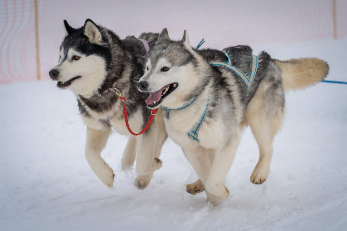 Обязательная регистрация собак в Татарстане: сколько стоит чип и какие будут штрафы