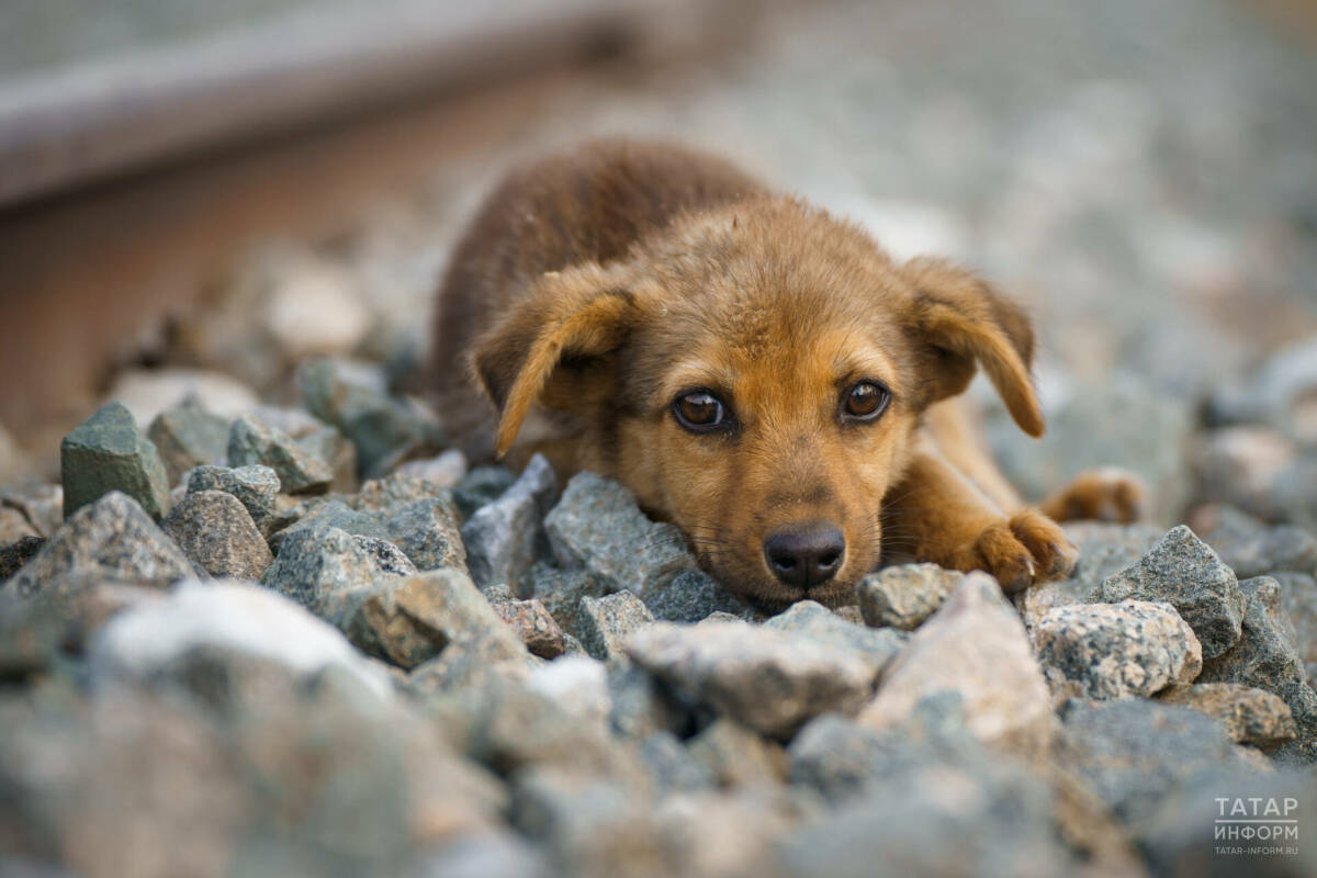 Ветеринары объяснили, в каких случаях слезоотделение у собак говорит о патологии