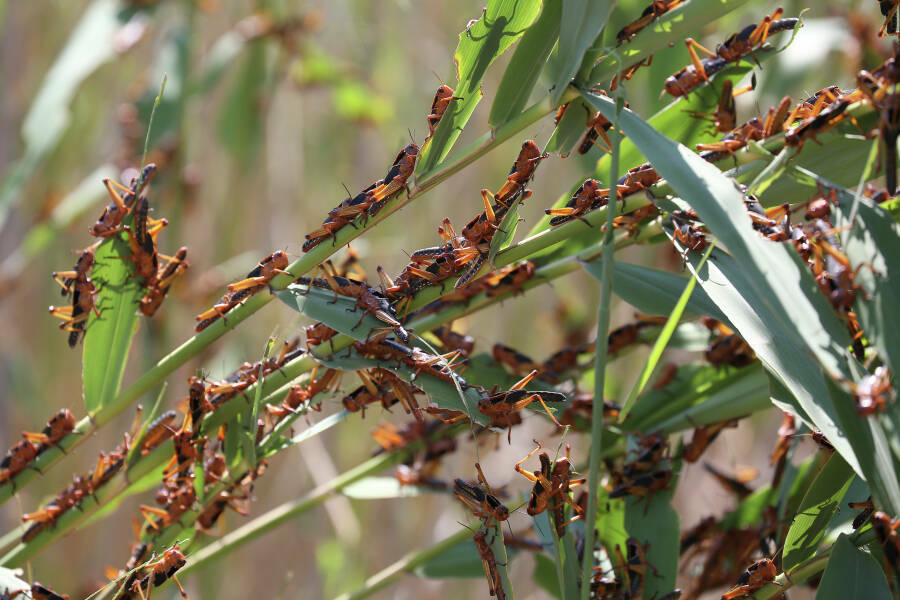 Татарстану и еще 20 регионам из-за аномальной зимы угрожает нашествие саранчи