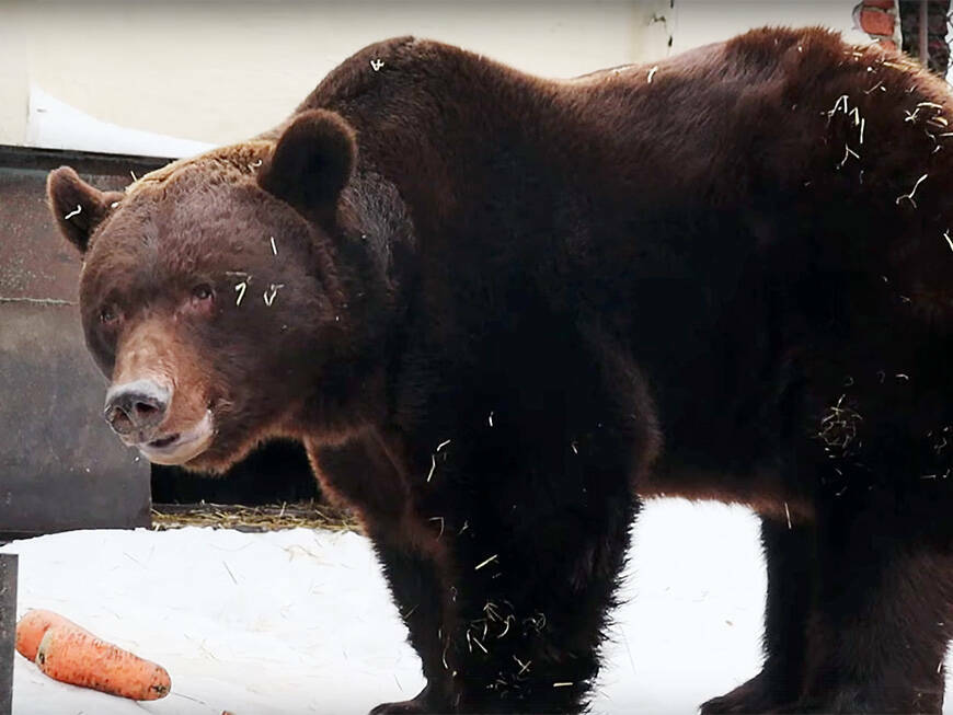 Из-за аномального тепла в Казанском зоопарке проснулся бурый медведь Фома