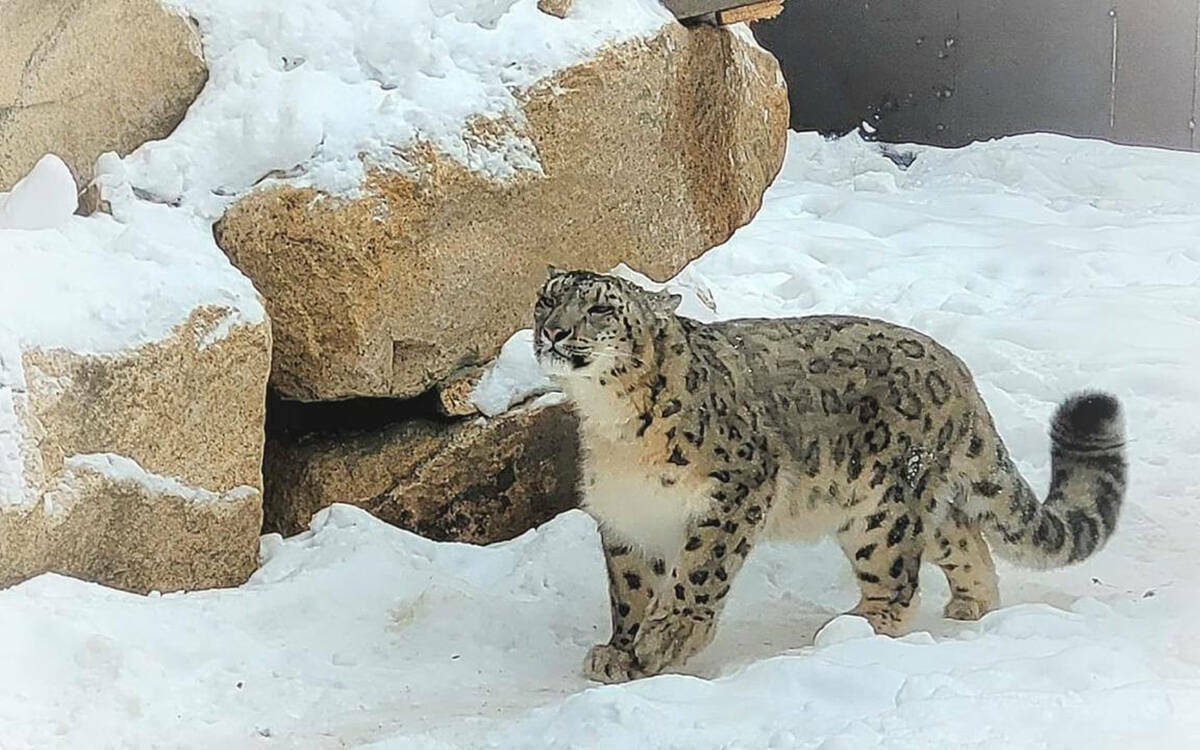 В России планируют увеличить популяцию снежных барсов до 150 особей