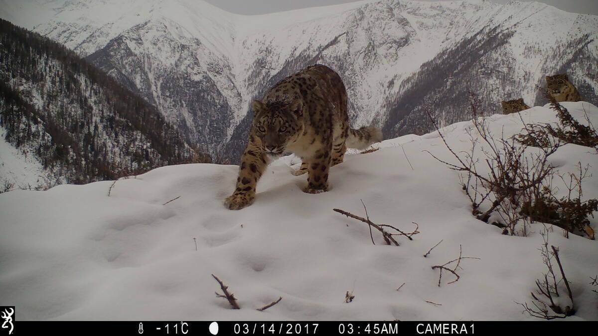 Ученые из Китая: Снежный барс должен считаться единым видом без разделения на подвиды