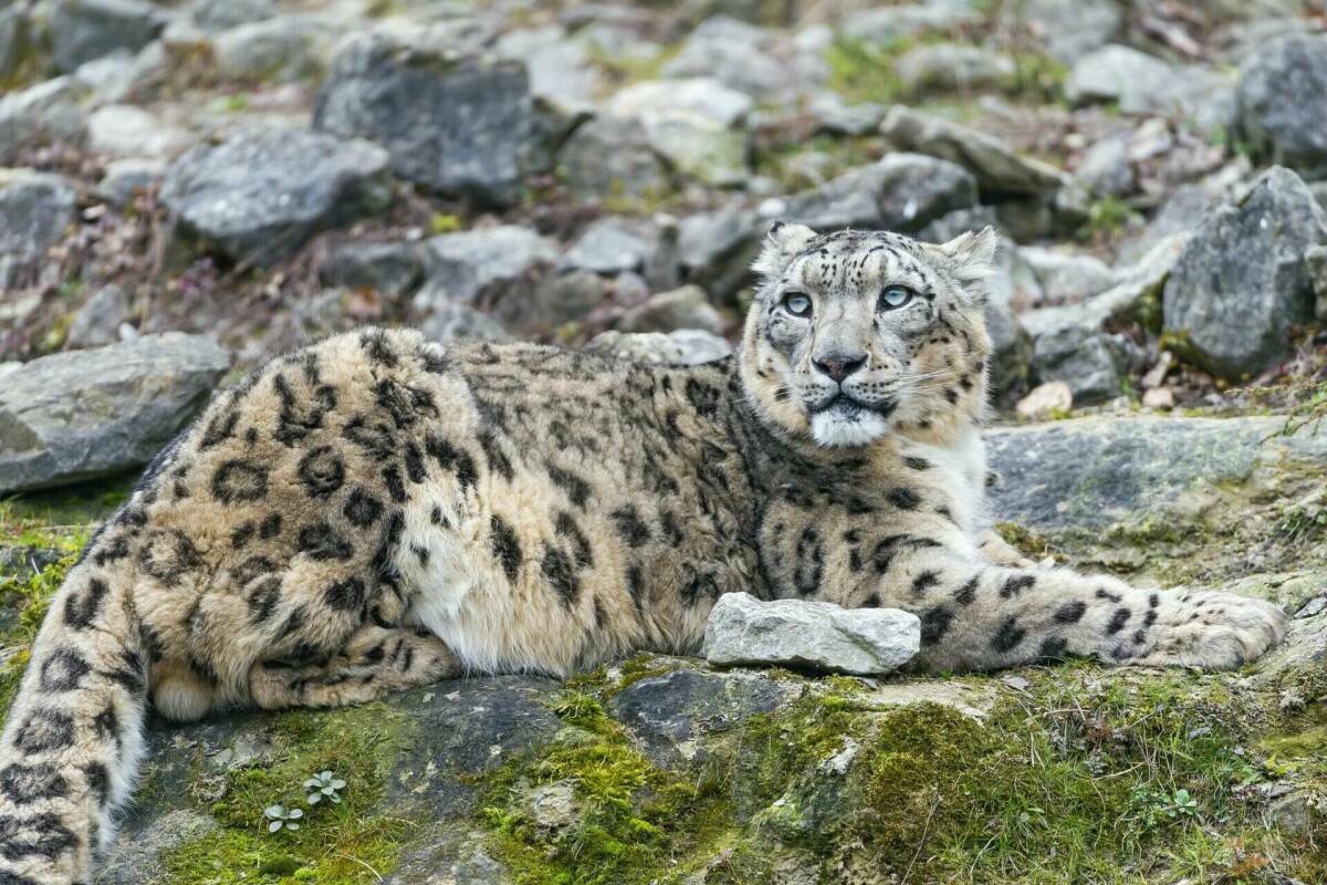 Ирбисов будут защищать в рамках национального проекта «Экология и благополучие»