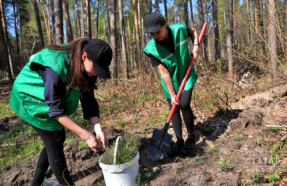 Нацпроект «Экологическое благополучие»: в РТ проведут лесовосстановление на 2,5 тыс. га