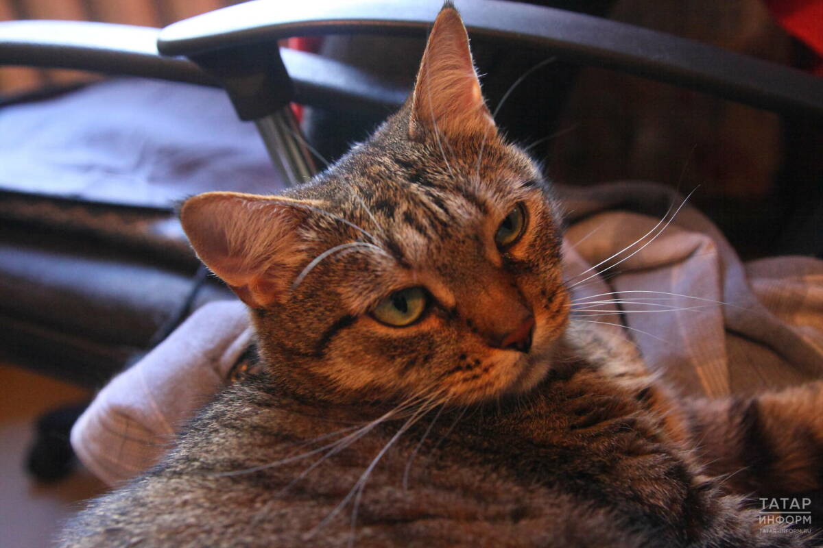 Казанцы могут забрать понравившуюся кошку из приюта