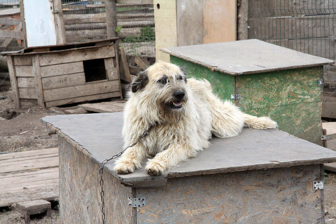 Профильный комитет СФ не поддержал законопроект об усыплении собак в приютах