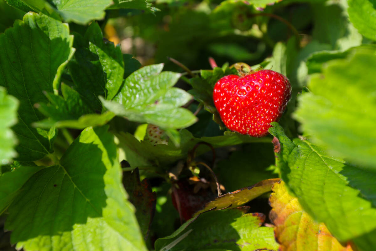 «Глупость и идиотизм» – Дробиз о сокращении производства настоек из-за нехватки ягод