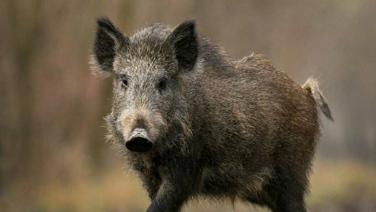 В Татарстане разрешили охоту на кабанов в новом сезоне