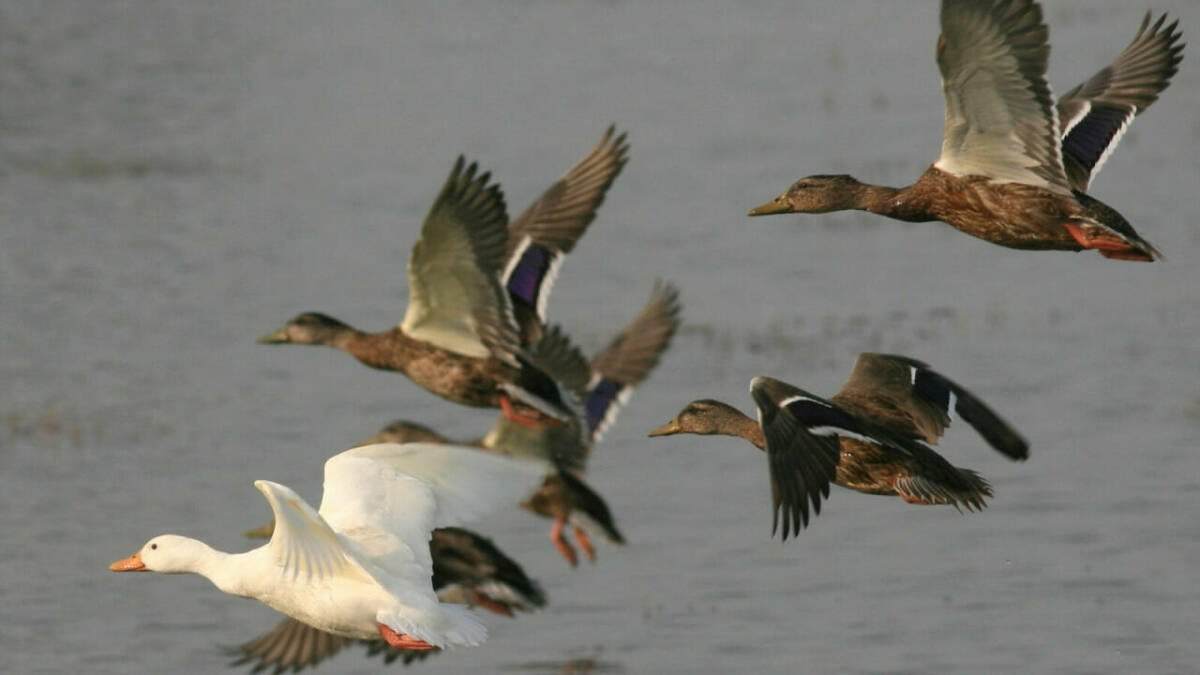МФЦ Татарстана приступили к приему заявлений на добычу пернатой дичи