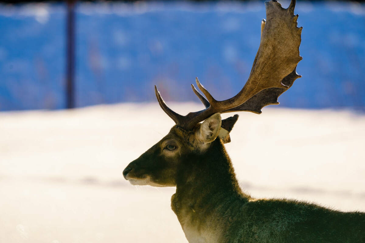 В Татарстане увеличилось число косуль, оленей, куниц и зайцев