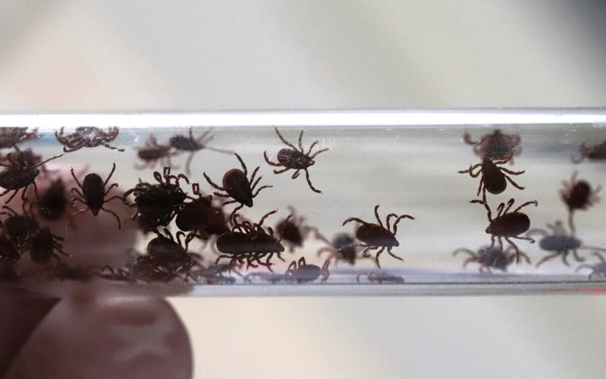 «Крохотный клещ может убить»: как защитить себя и питомца от опасных инфекций