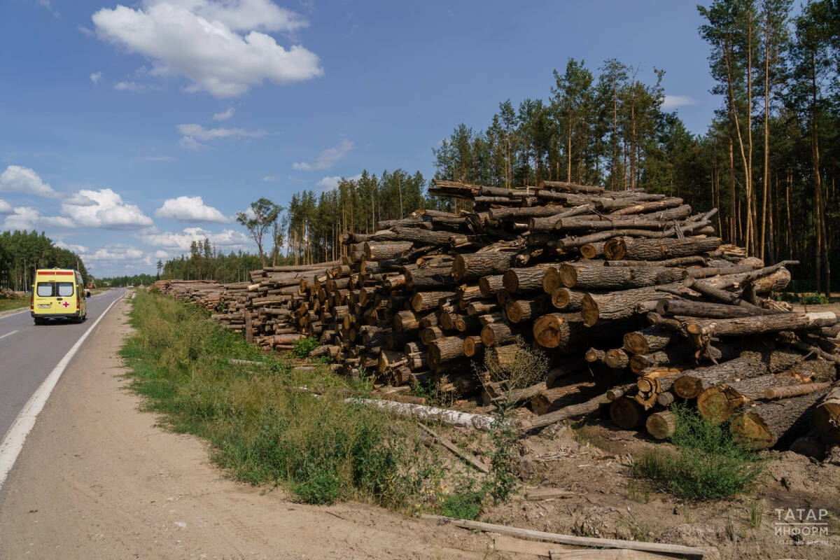 Юрист напомнил, почему нельзя брать поваленные деревья в лесу
