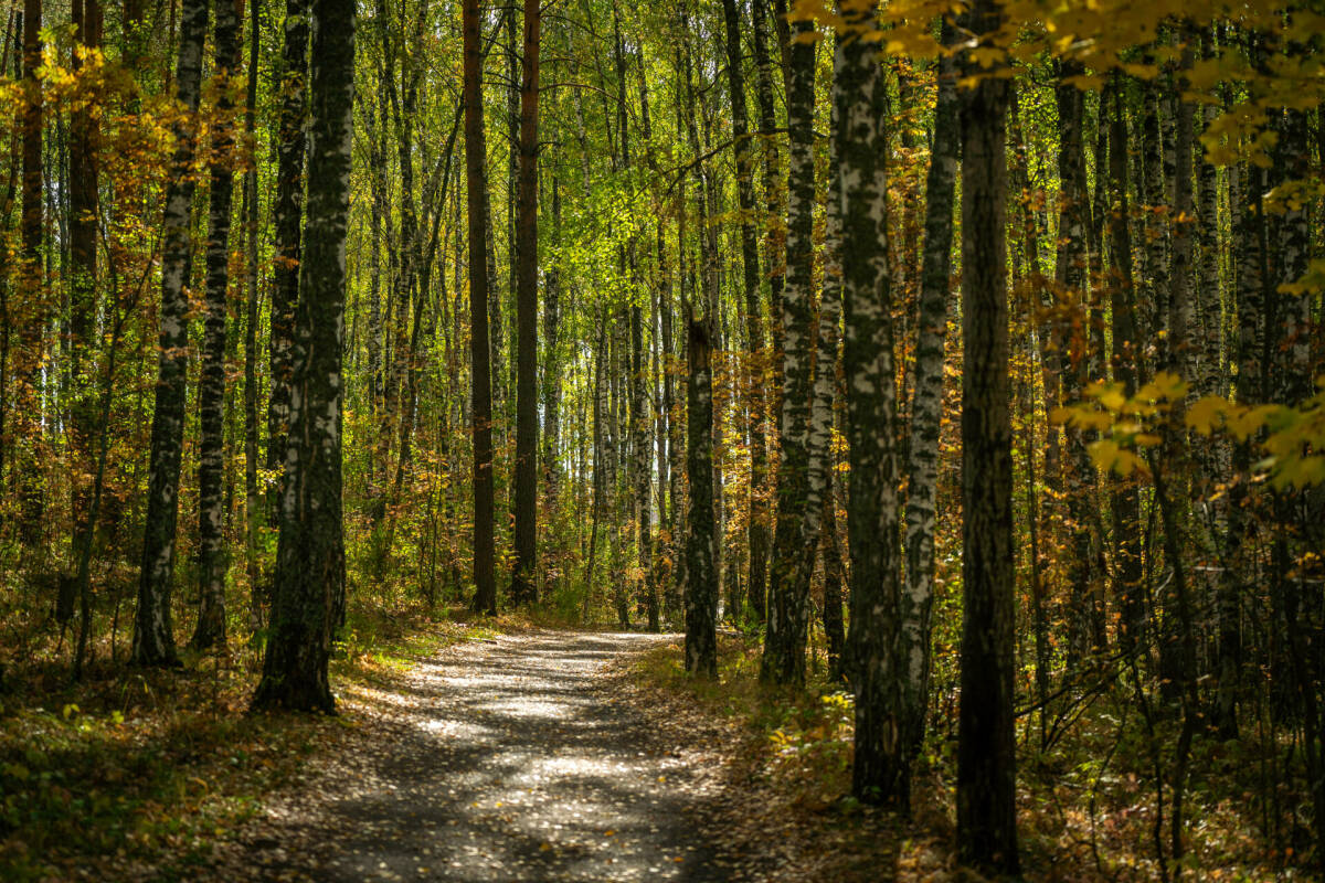 Победителей «Эковесны-2025» наградят в июне в Татарстане