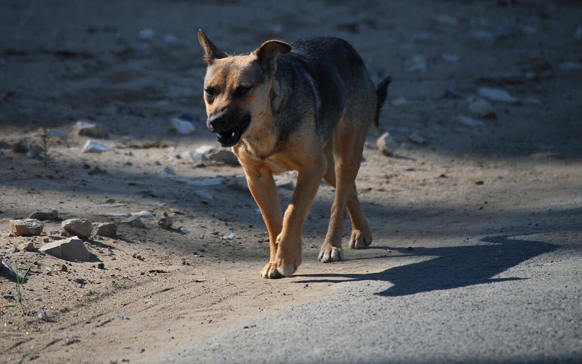 Усыпить нельзя миловать: у регионов спросят мнение, что делать с бездомными животными