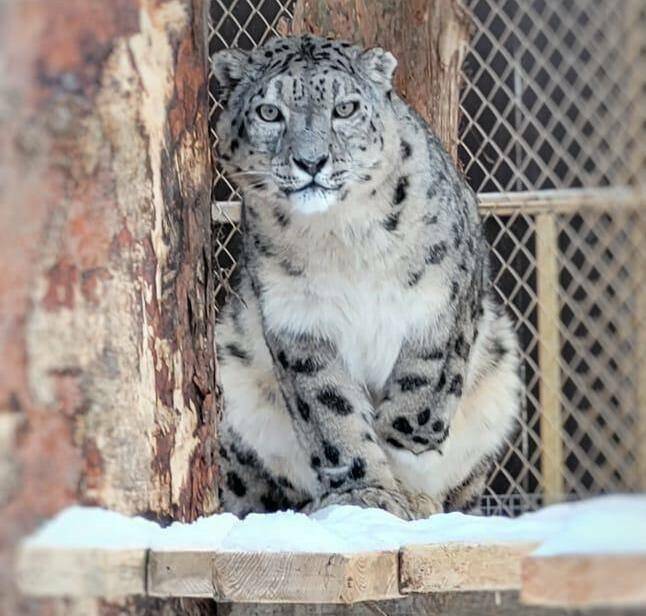 Министр экологии Татарстана рассказал о работе центра «Снежный барс» на Алтае